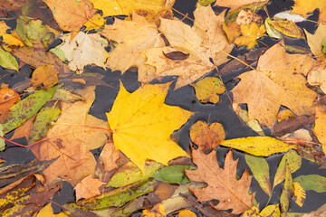 autumn leaves on the ground