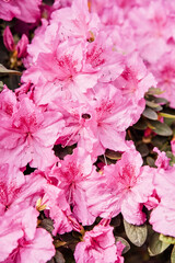 Blooming hybrid Azalia Rhododendron hybridum selection in greenhouse. flower background. Soft focus. Macro view