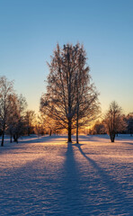 Fototapeta premium Sunset behind a large birch that makes it glow. The low sun causes long shadows on the field of snow in the front.