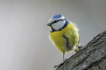 Close up of Blue tit bird on a branch
