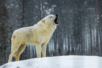 Obraz na płótnie Canvas Arctic wolf (Canis lupus arctos) the howling itself
