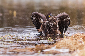 young bald eagle (Haliaeetus leucocephalus) hunting in the water