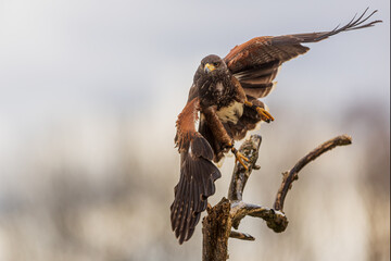 Harris's hawk (Parabuteo unicinctus) is about to leave