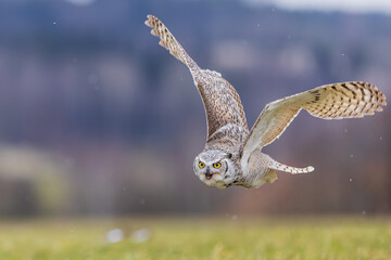 great horned owl (Bubo virginianus), also known as the tiger owl during the flight