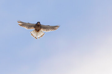 The common kestrel (Falco tinnunculus) high in the sky - obrazy, fototapety, plakaty