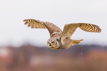great horned owl (Bubo virginianus), also known as the tiger owl in flight