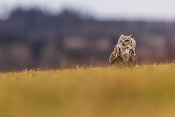 great horned owl (Bubo virginianus), also known as the tiger owl in the grass
