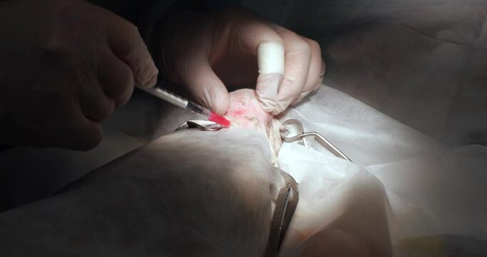 The doctor makes hypodermic injections with a syringe of anesthetic to the animal before starting the operation to remove the cancer. A syringe is used to inject doses of anesthetic around the tumor.