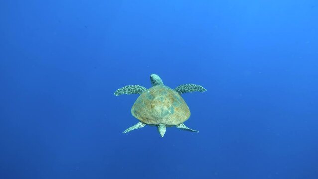 Sea turtle swimming in open blue water in the Red Sea, Egypt