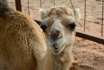 Obraz premium An Australian Camel