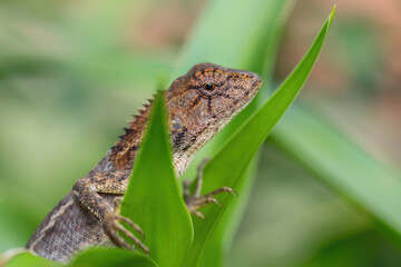 Oriental Garden Lizard - Calotes versicolor, colorful changeable lizard from Asian forests and...