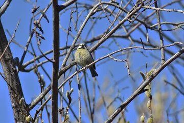 Colorfull blue tit perched on branch without leaves