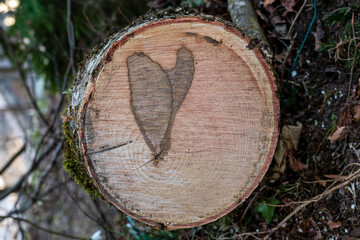 Cut tree trunk with circular cuts. Orange winter colors. Presence of veins on the surface. Wood Texture and a shape of a heart.