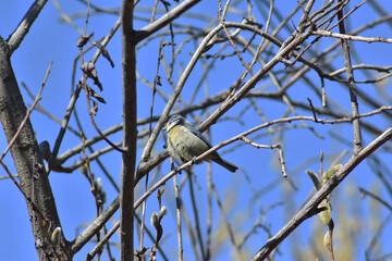 Colorfull blue tit perched on branch without leaves