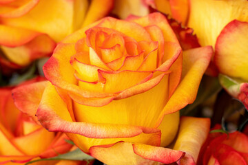 Macro closeup of an open orange, yellow, and red rose