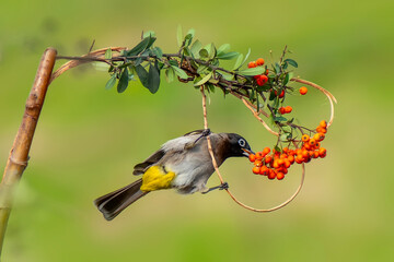 Cute bird White spectacled Bulbul. Nature backgound. Pycnonotus xanthopygos.

