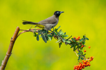 Cute bird White spectacled Bulbul. Nature backgound. Pycnonotus xanthopygos.

