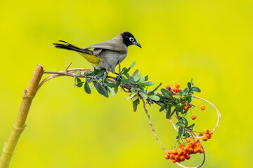 Cute bird White spectacled Bulbul. Nature backgound. Pycnonotus xanthopygos.

