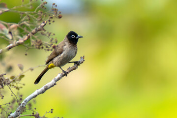 Cute bird White spectacled Bulbul. Nature backgound. Pycnonotus xanthopygos.

