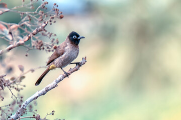 Cute bird White spectacled Bulbul. Nature backgound. Pycnonotus xanthopygos.

