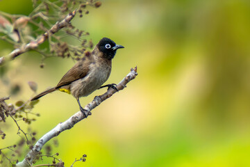Cute bird White spectacled Bulbul. Nature backgound. Pycnonotus xanthopygos.

