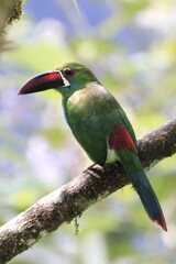 Aulacorbynchus Haematopygus
Crimson Rumped Toucannet