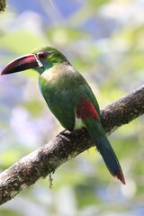 Aulacorbynchus Haematopygus
Crimson Rumped Toucannet