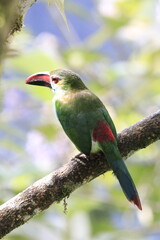Aulacorbynchus Haematopygus
Crimson Rumped Toucannet