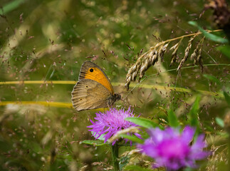 A big ox eye butterfly closeup at summer on a flower in summer