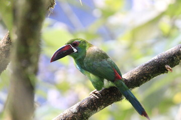 Aulacorbynchus Haematopygus
Crimson Rumped Toucannet
