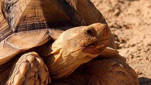 Close-up of an African Spurred Tortoise.