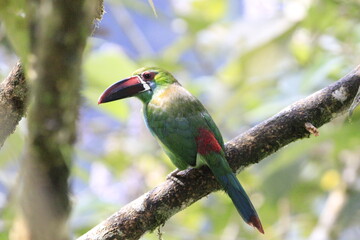 Aulacorbynchus Haematopygus
Crimson Rumped Toucannet