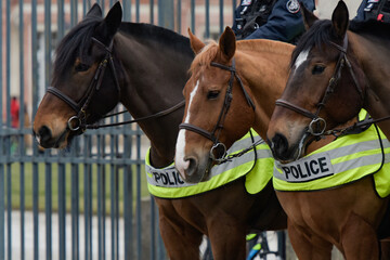 portrait of police horses in the street