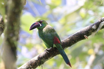 Aulacorbynchus Haematopygus
Crimson Rumped Toucannet