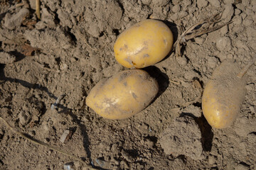 Kartoffel wurden gerntet und liegen au dem Feld