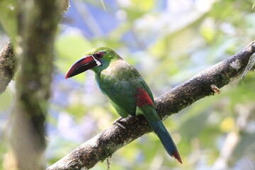 Aulacorbynchus Haematopygus
Crimson Rumped Toucannet