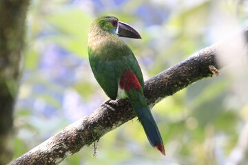 Aulacorbynchus Haematopygus
Crimson Rumped Toucannet