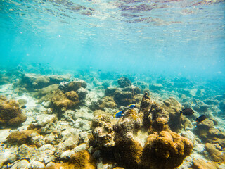 corals and tropical fish underwater sea life