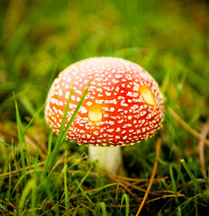 mushroom on the forest floor
