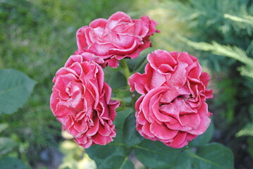 Delicate red and white roses in the summer garden