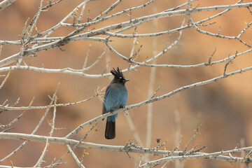 A Steller's jay is perched in the branches of a cottonwood tree and looking off to the right, on a chilly winter day, with the red cliffs of Zion National park, Utah, USA in the background.