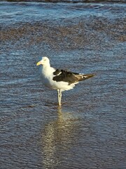 seagull on the beach