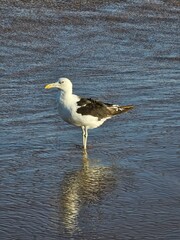 black headed gull