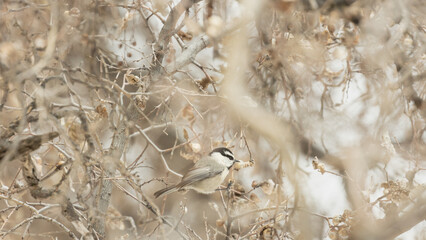 A Mountain Chickadee is perched in the branches of winter tree with the remnants of seed pods clinging to the branches on a cloudy chilly winter day in Zion Nat. park, Utah, USA.