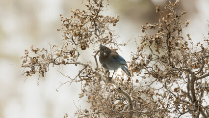 A Steller's Jay perches in the branches of a box elder tree puffed up to stay warm and looking straight at the camera on a cold winter day in Zion Nat. Park, Utah, USA.