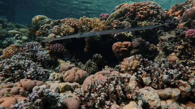Underwater video of a fish swimming on coral reef in the Red Sea, Egypt