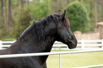 Black horse standing in a pasture. 