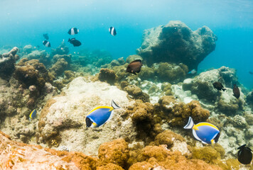 corals and tropical fish underwater sea life