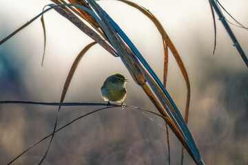 Small colorful bird on a branch in the tree