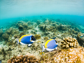 corals and tropical fish underwater sea life